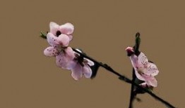 桃花开在线观看,在线赏花，共赴春日浪漫之旅